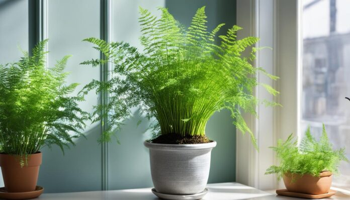 Asparagus Fern Care: Top Tips for Growing Indoors