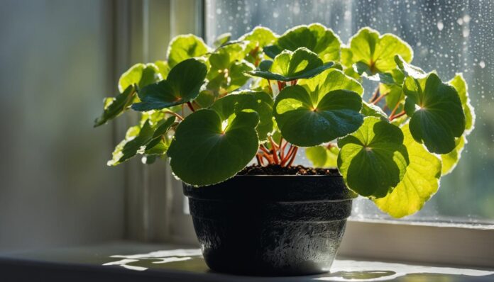 Begonia Plant Care: Best Tips for Indoor Gardeners