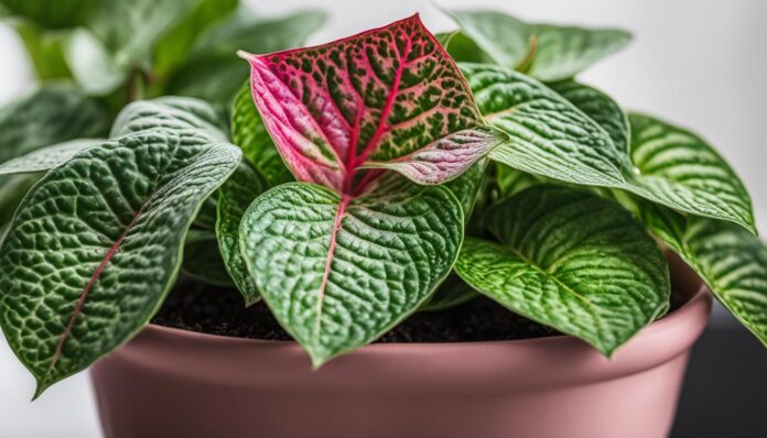 Fittonia Care: The Ultimate Beginner’s Guide
