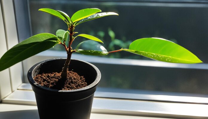 Growing mango in pot