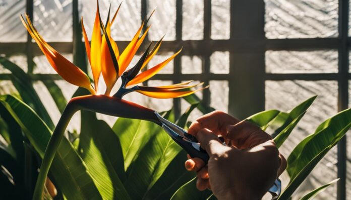 How to trim a bird of paradise plant