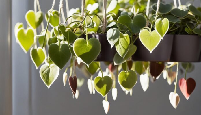 String of Hearts Plant: Your Top Indoor Care Guide