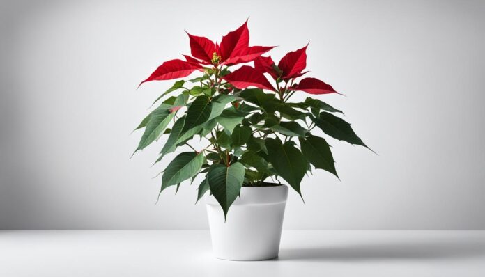 The Poinsettia Debate: Uncovering the Truth About Its Toxicity