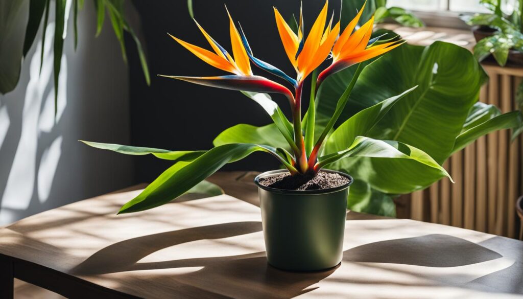 bird of paradise plant care tips