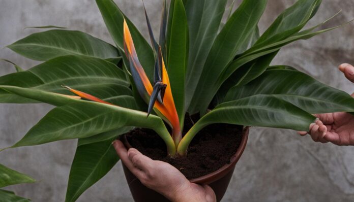 how to repot a bird of paradise