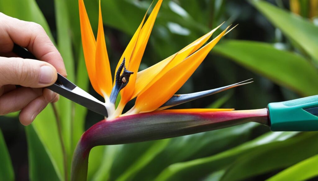 how to trim a bird of paradise plant