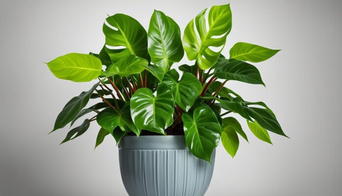 lynamii philodendron