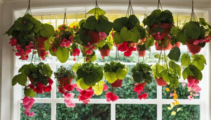2024: The Year of the Begonia - Embracing This Versatile Plant