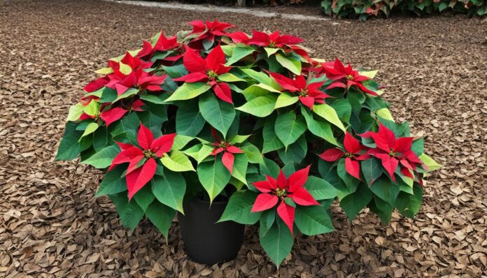 Poinsettia Leaf Drop: Solving Common Holiday Plant Issues